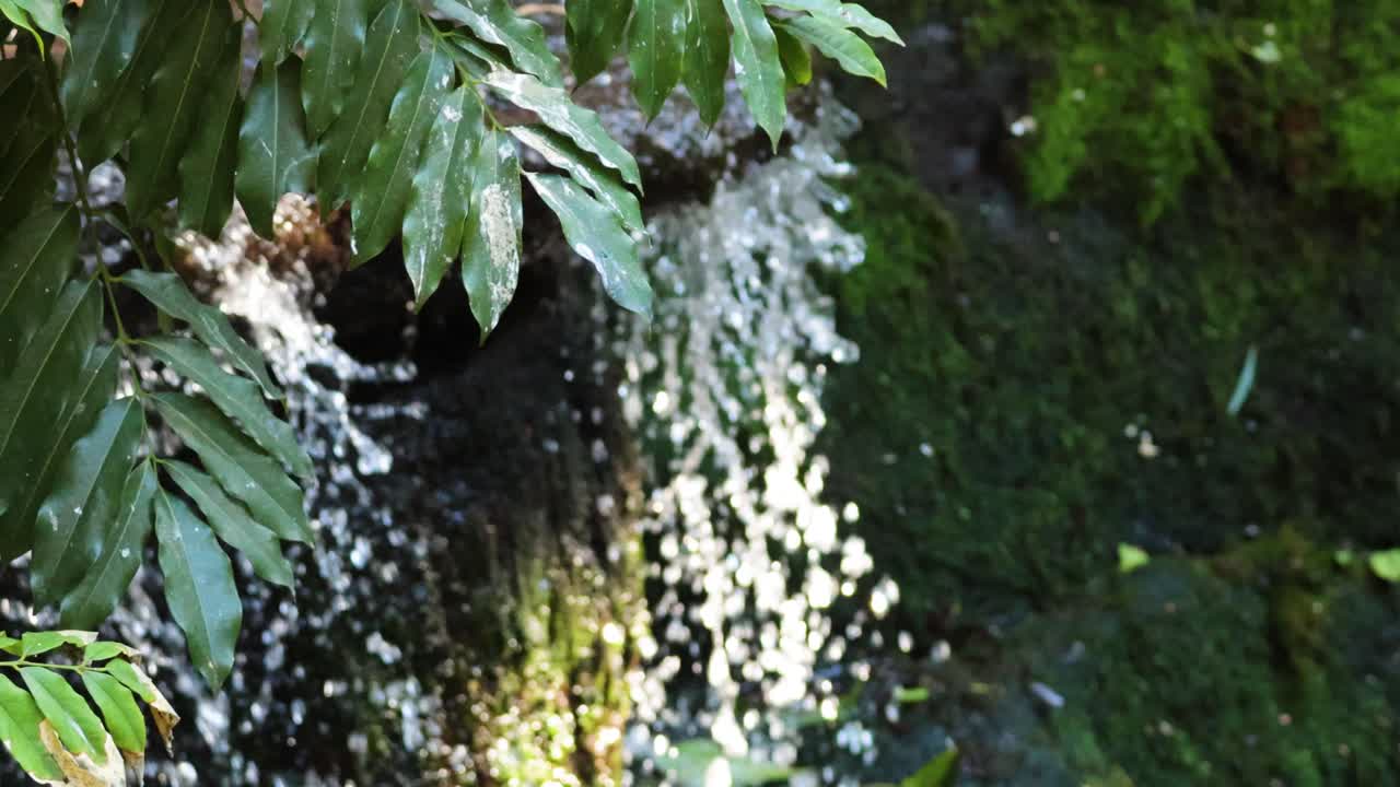 모스 로 된 바위 와 초록색 잎 을 가로질러 떨어지는 폭포