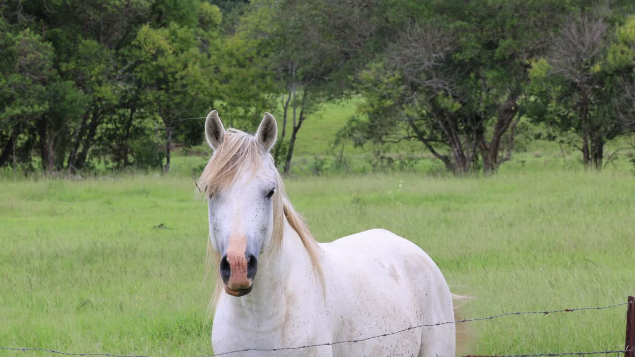 un caballo blanco sereno en un campo verde exuberante
