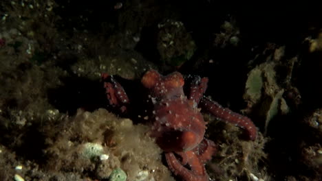 Oktopus-Auf-Der-Suche-Nach-Beute-In-Der-Nacht