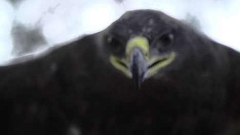 águila, halcón de cerca en la cara con alas anchas y plumas en cámara lenta comenzando a volar