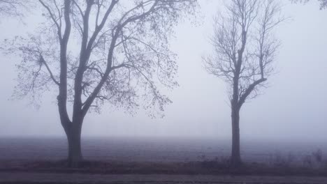 moving toward trees and passing trunks and branches to look at frosted field and barely visible trees obscured by heavy fog