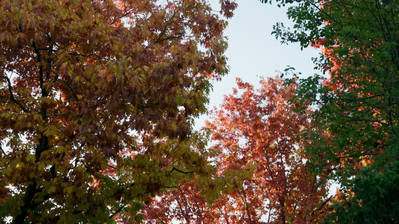 A canopy of trees shows a blend of orange, yellow, and green leaves in various stages of autumn transformation under soft sunset light.