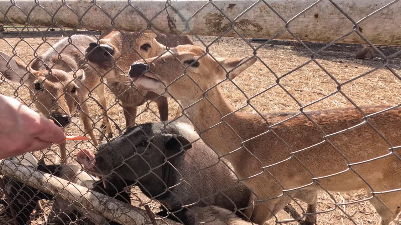 alimentando a mano zanahorias a los ciervos ansiosos a través de la valla.
