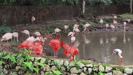 flamencos en un zoológico