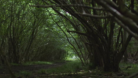 countryside track or path through dense woodland with trees leaves and branches