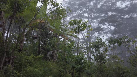 Volviendo-A-La-Jungla-De-Papua-Por-La-Mañana