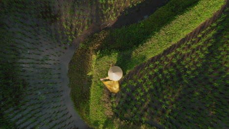 top-view-woman-dancing-in-rice-paddy-celebrating-travel-exploring-bali-indonesia-female-tourist-dance-in-rice-field-discover-asia-drone-view