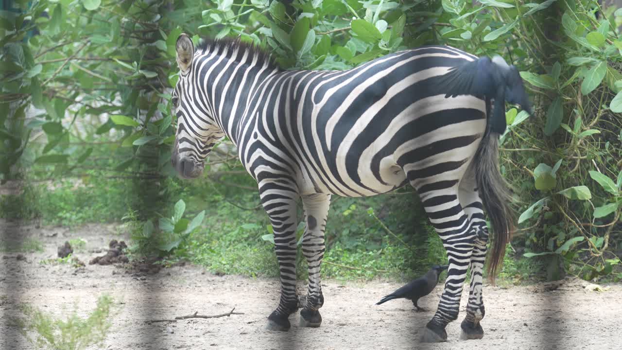 La zebra nello zoo.