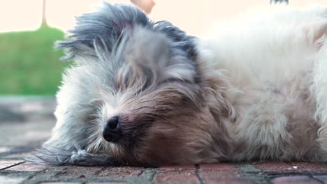 Close-up-gimbal-shot-of-dog-head-sleeping-outdoors-on-windy-day