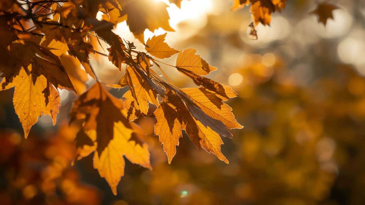 Breeze rising causing tree branch bearing orange leaves swaying in woods producing lens flares