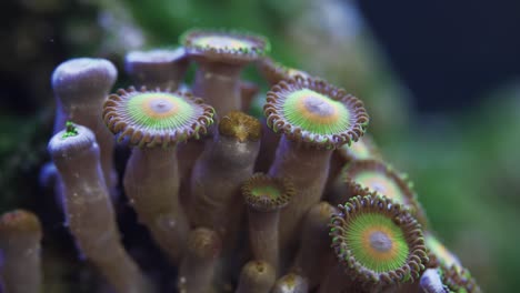 super macro detailed shot of zoanthid coral in saltwater aquarium