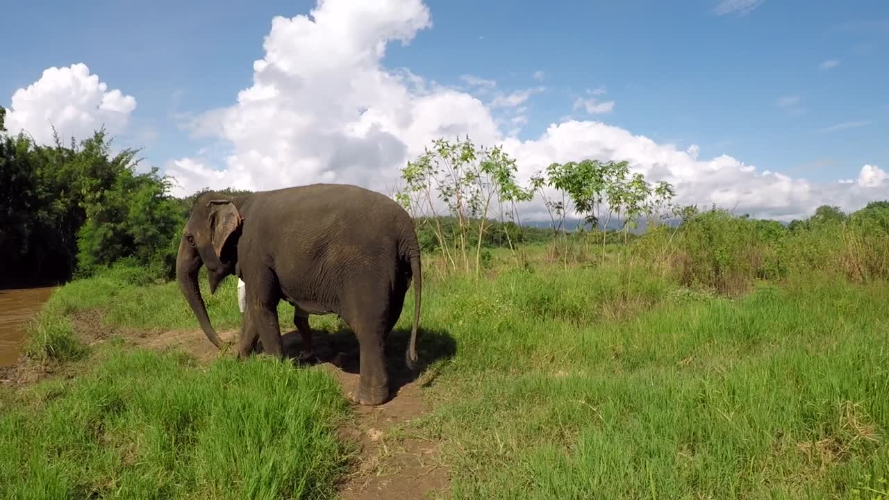Video of Elephant Walking Towards a River with Girl.