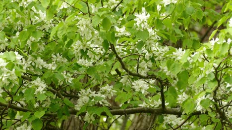 Yellow-warbler-bird-jumping-on-blooming-tree-branch,-static-view