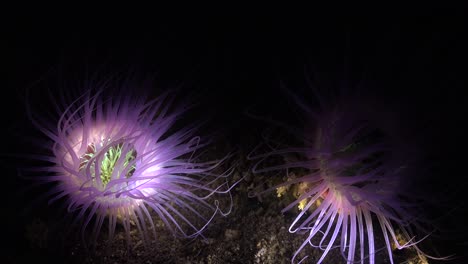 two vivid purple sea anemones illuminated by light during night dive