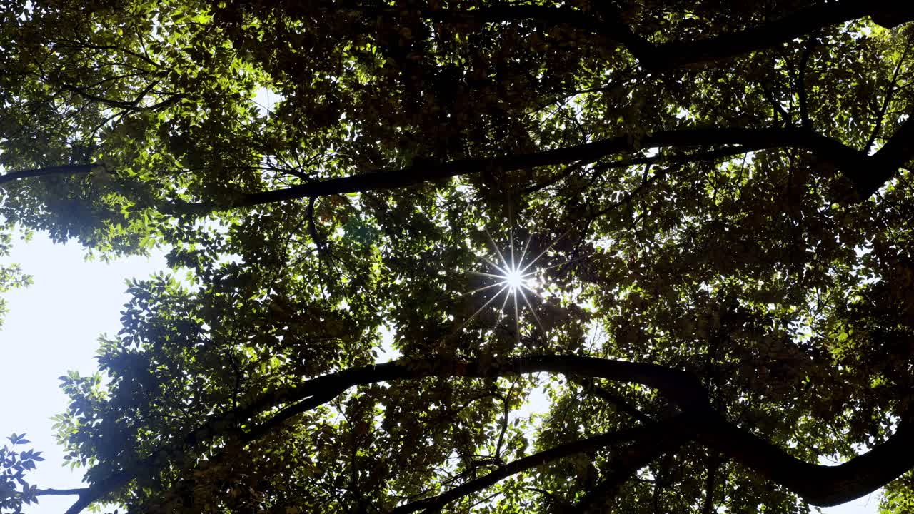 la hermosa vista en los jardines de rikugien