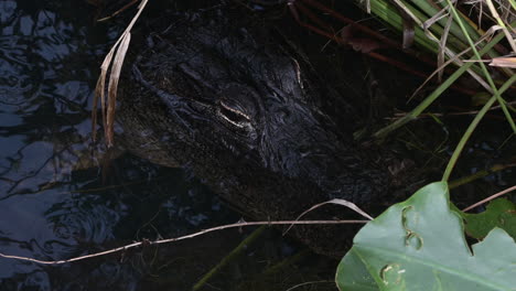 primer plano de cabeza de cocodrilo americano, everglades, florida, ee.uu.