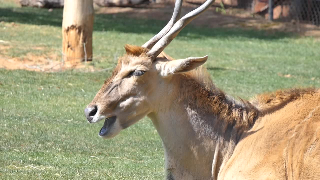 Deer eating while laying down