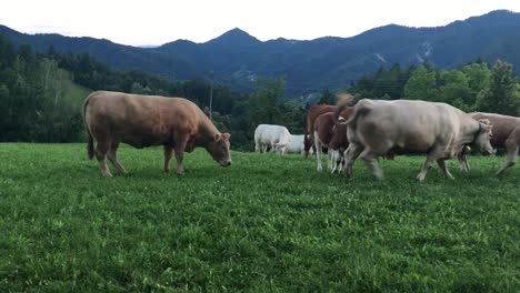 a group of cows eating grass on a green field in a time of sunset