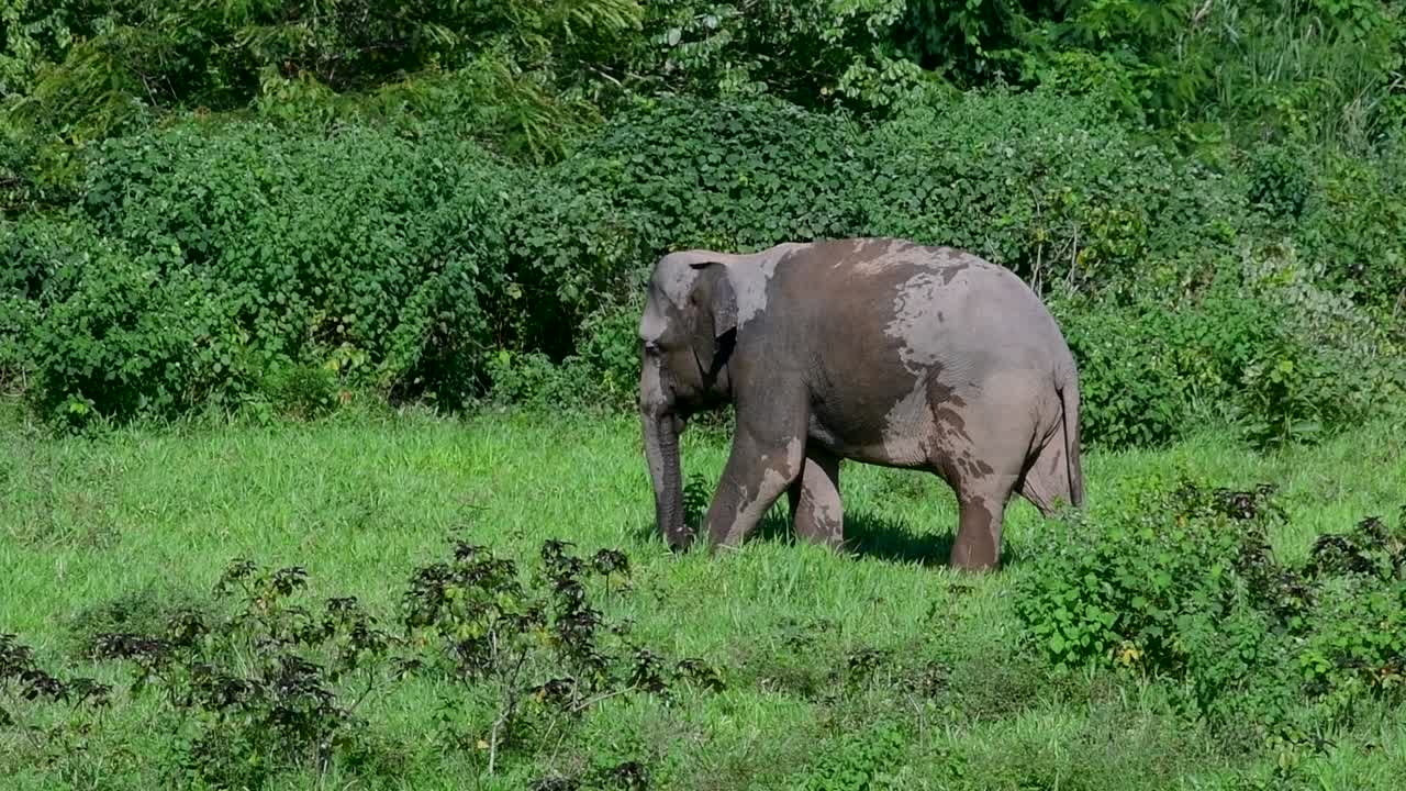 아시아 코끼리는 멸종 위기 종이며 태국 거주자이기도합니다.