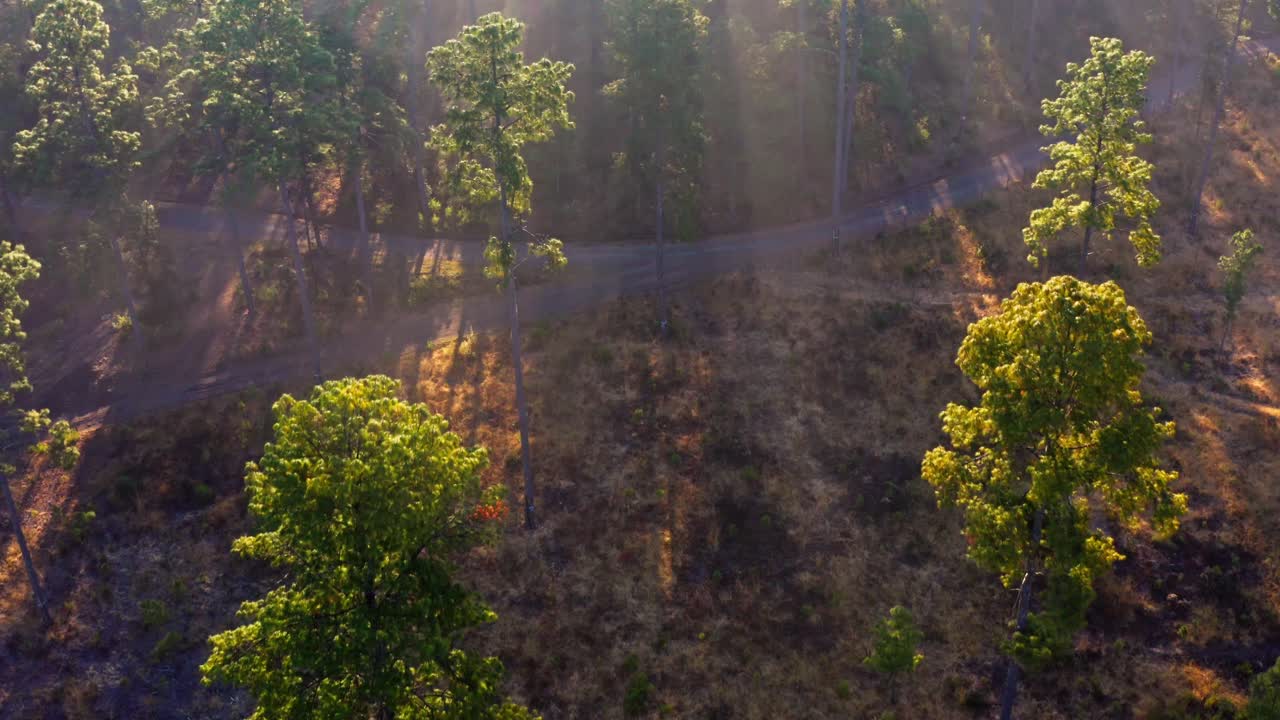 Aerial shot of a bright green forest with a winding road under clear sunlight