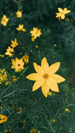 yellow cosmos flowers in a garden