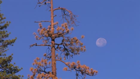 a dry pinetree and the moon at day