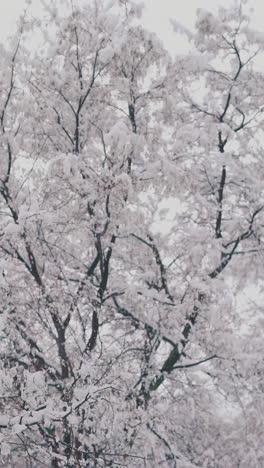 camera motion along high trees with long branches and thick snow layers after heavy snowfall close view