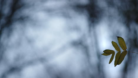 Autumn-Leaves-Of-Plant-With-Bokeh-Sky-Background