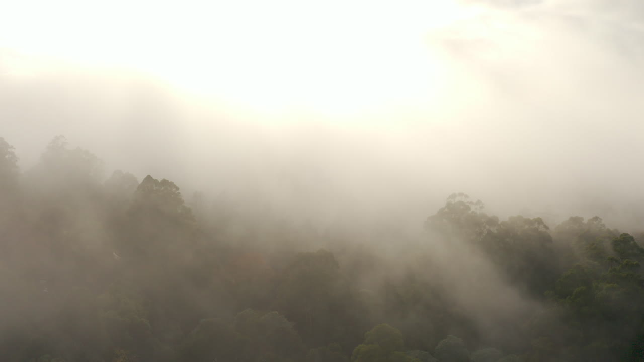 임업 위에서 움직이는 짙은 안개의 느린 공개