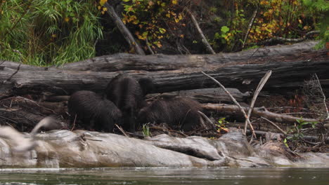 grizzly bear family eating fish on shore of atnarko river in canada, natural habitat