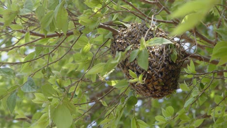 Close-Up-View-of-a-Ball-of-Bees-in-a-tree-in-4K