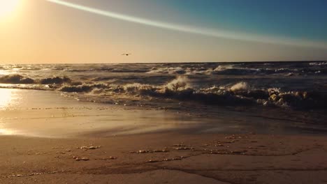 Slo-Motion-waves-crashing-in-the-early-morning-with-a-seagull-flying-by