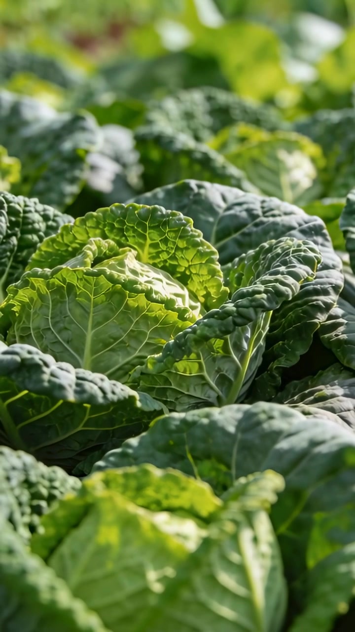 Vertical video: Moving camera focusing cabbage head on farm row to highlight sunlit leaf texture