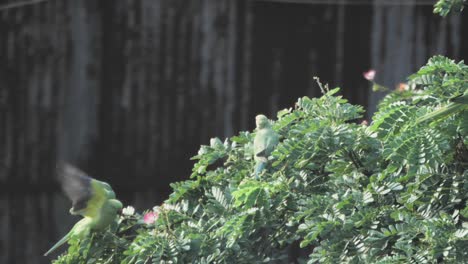 parrots-sitting-on-tree-closeup-view