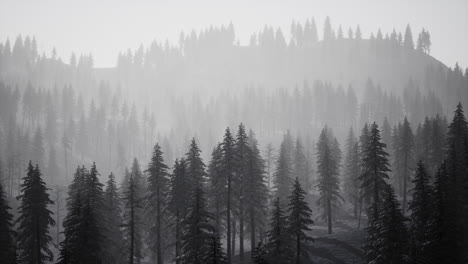 Misty-fog-in-pine-forest-on-mountain-slopes