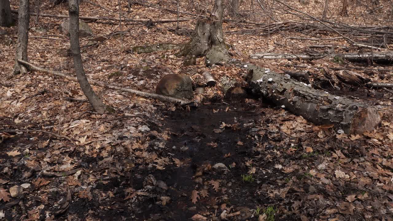 We see a spring scene in all its splendor with cut tree branches, dead leaves, and a small stream that creates moist soil.