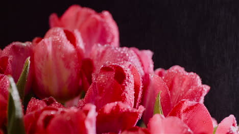 Dew-Drops-On-Fresh-Tulips-On-Black-Background-3