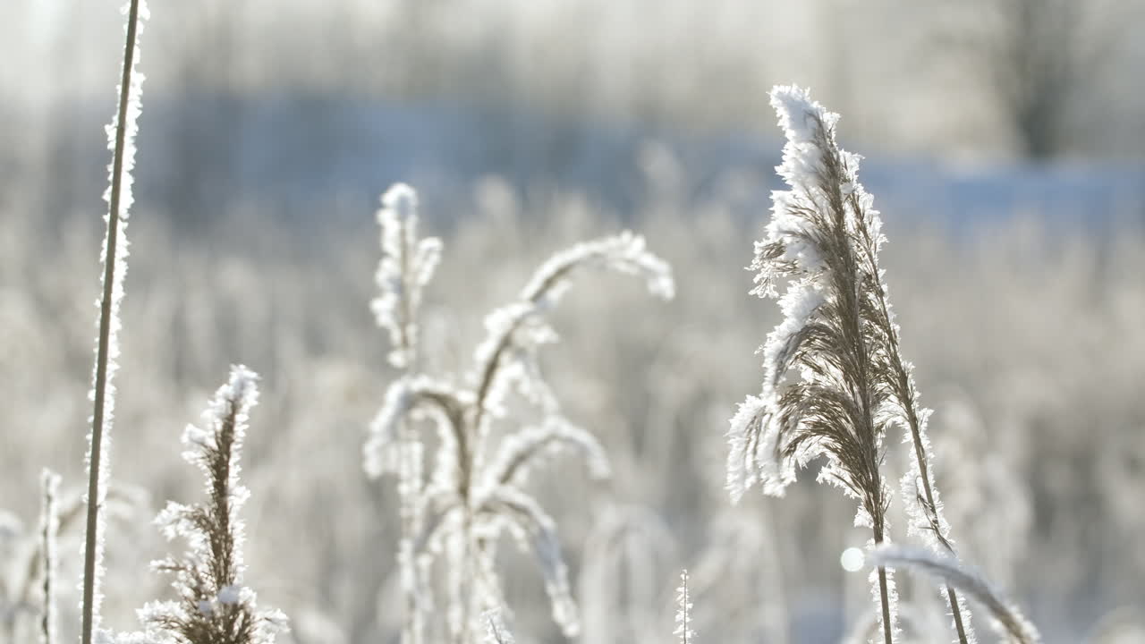 замороженная трава зимой