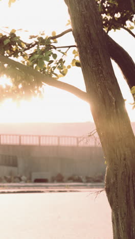 tree by the water at sunrise/sunset