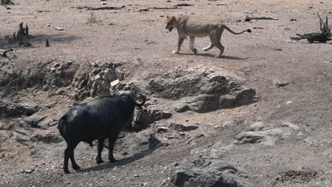 A-lioness-growling-at-a-Cape-buffalo-as-the-bovine-stalks-the-predator,-Kruger-National-Park