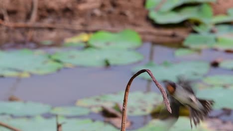 Un-Pequeño-Pájaro-De-Rápido-Movimiento-Que-Se-Encuentra-En-Casi-Todas-Partes-Del-Mundo,-La-Mayor-Parte-Del-Tiempo-Volando-Para-Atrapar-Algunos-Insectos-Pequeños