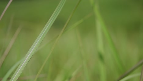 a perennial grass native to tropical and subtropical asia and also introduced to several countries