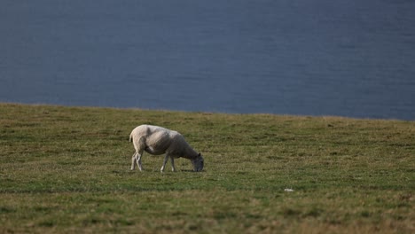 sheep grazing beside the ocean farm animal free range pasture meat lamb animals farming pasture