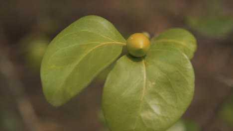 coming into focus shot of a healthy plant with a flower bud ready to open