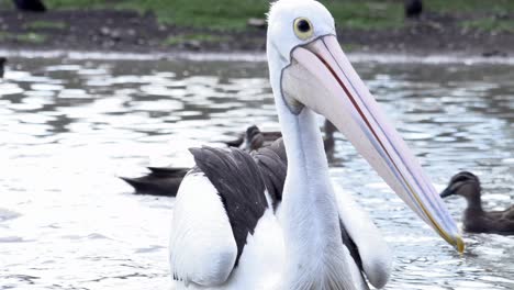 pelican close up shot floating in lagoon