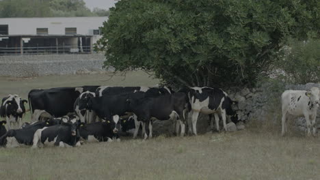 free grazing cows and breeding in the italian plain in puglia