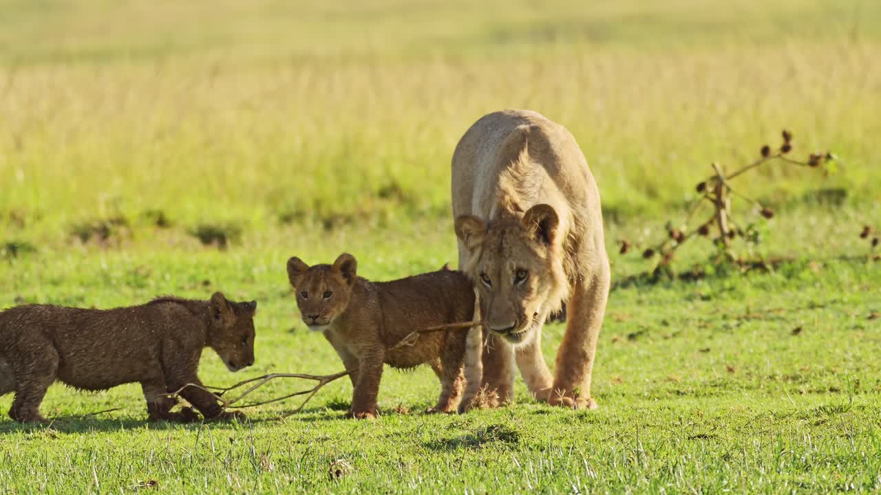 slow motion shot van schattige afrikaanse dieren in het masai mara national reserve, moeder leeuw speelt met speelse schattige leeuwenkinderen, kenia, afrika safari dieren in masai mara north conservancy