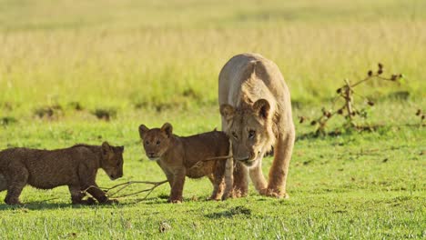 Slow-Motion-Shot-of-Cute-African-Wildlife-in-Maasai-Mara-National-Reserve,-Mother-lioness-plays-with-playful-cute-lion-cubs,-Kenya,-Africa-Safari-Animals-in-Masai-Mara-North-Conservancy