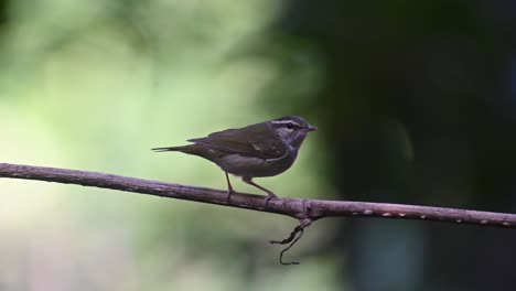 Visto-Desde-Atrás-Llamando-Y-Dándose-La-Vuelta-Para-Revelar-Su-Parte-Frontal,-Curruca-De-Hoja-De-Patas-Pálidas-Phylloscopus-Tenellipes-Chonburi,-Tailandia