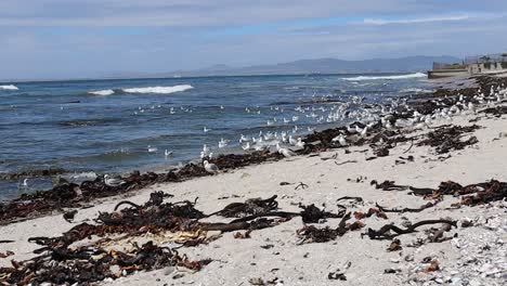bandada de gaviotas jugando en las olas y en una playa de arena